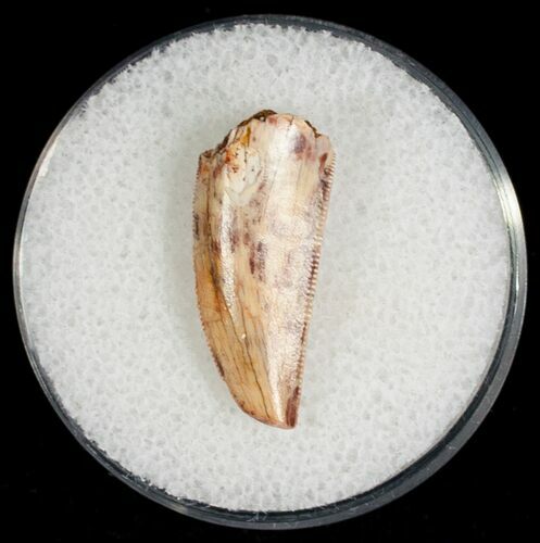 Large Raptor Tooth From Morocco - #7426
